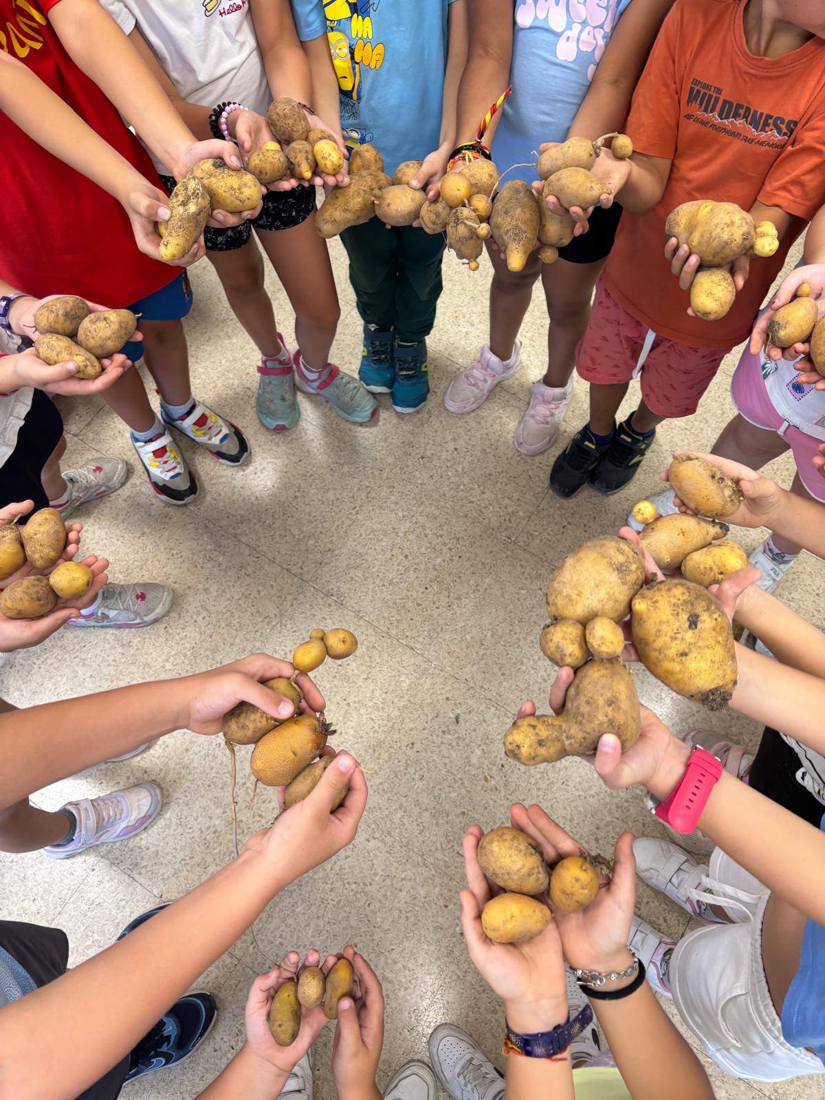 Cosechamos las patatas